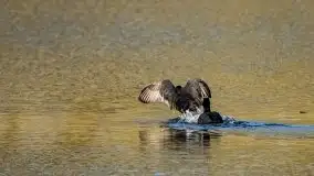 Mazurska i wiosenna flora i fauna na zdjęciach Staszka Sielewicza - zdjęcie 23