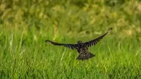 Mazurska i wiosenna flora i fauna na zdjęciach Staszka Sielewicza - zdjęcie 16