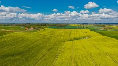 Mazurskie pola rzepaku na początku maja 2020 r.