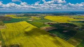 Mazurskie pola rzepaku na początku maja 2020 r. - zdjęcie 23