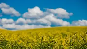 Mazurskie pola rzepaku na początku maja 2020 r. - zdjęcie 5