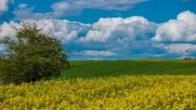 Mazurskie pola rzepaku na początku maja 2020 r. - zdjęcie 4