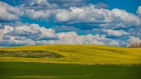 Mazurskie pola rzepaku na początku maja 2020 r. - zdjęcie 12