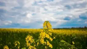 Mazurskie pola rzepaku na początku maja 2020 r. - zdjęcie 21