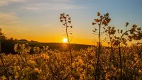 Złoto w kolorach słońca i rzepaku, maj 2020.r - zdjęcie 9