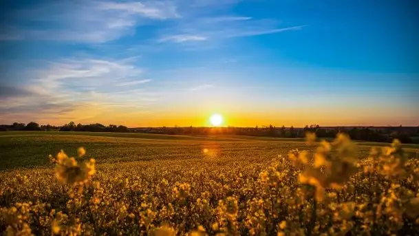 Złoto w kolorach słońca i rzepaku, maj 2020.r