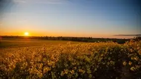 Złoto w kolorach słońca i rzepaku, maj 2020.r - zdjęcie 55