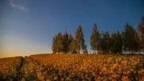 Złoto w kolorach słońca i rzepaku, maj 2020.r - zdjęcie 51