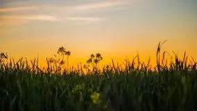 Złoto w kolorach słońca i rzepaku, maj 2020.r - zdjęcie 60