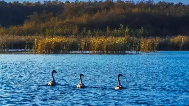 Zdjęcia: Poradnik - motorowodne Mazury - jezioro Dargin - zdjęcie 8