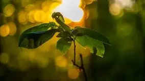 Kolejny raz magia zachodu słońca, okolice jez. Jagodne - zdjęcie 14