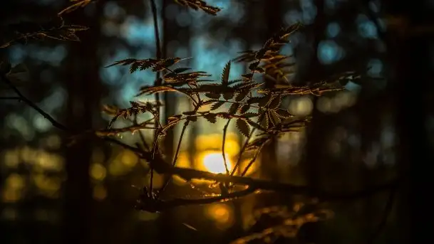 Kolejny raz magia zachodu słońca, okolice jez. Jagodne - zdjęcie 11