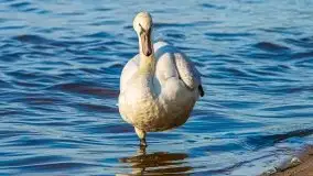 Zachód słońca nad jeziorem Gołdopiwo - zdjęcie 9