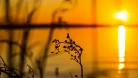 Niegocin migoczący w zachodzącym słońcu - zdjęcie 11