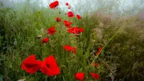 Mazurski poranek we mgle - zdjęcie 4