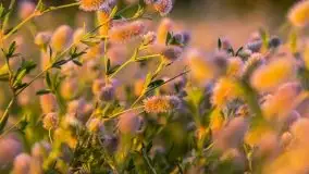 Zachód słońca, plaża Bogacko, jezioro Dejguny - zdjęcie 28