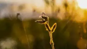 Zachód Słońca nad kanałem Jeglińskim - zdjęcie 27