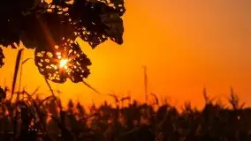 Jezioro Ryńskie, Zatoka Mrówcza - zdjęcie 13