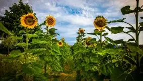 Piękno letnich, sierpniowych Mazur - zdjęcie 20