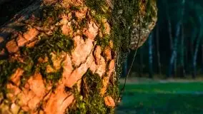 Zachód słońca nad jeziorem Dargin - zdjęcie 55