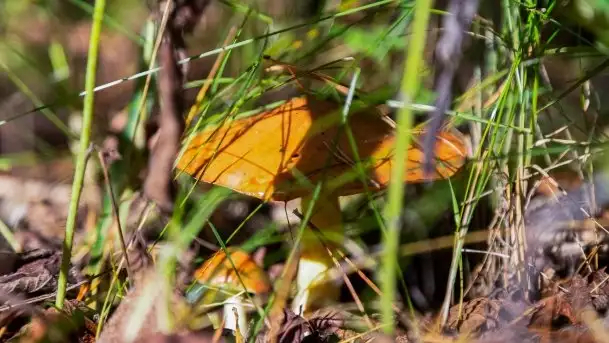 Mazurski las... i grzyby, początek września 2020 r. - zdjęcie 10