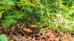 Mazurski las... i grzyby, początek września 2020 r. - zdjęcie 12