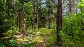 Mazurski las... i grzyby, początek września 2020 r. - zdjęcie 20