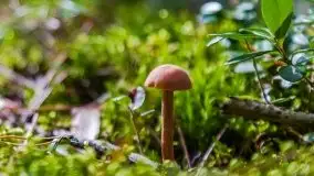 Mazurski las... i grzyby, początek września 2020 r. - zdjęcie 22