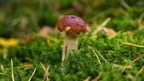 Mazurski las... i grzyby, początek września 2020 r. - zdjęcie 33