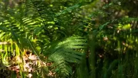 Mazurski las... i grzyby, początek września 2020 r. - zdjęcie 40