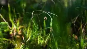 Mazurski las... i grzyby, początek września 2020 r. - zdjęcie 46