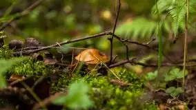 Mazurski las... i grzyby, początek września 2020 r. - zdjęcie 47