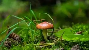 Mazurski las... i grzyby, początek września 2020 r. - zdjęcie 50