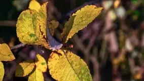 Zachód słońca widziany w zaroślach nad Niegocinem - zdjęcie 8