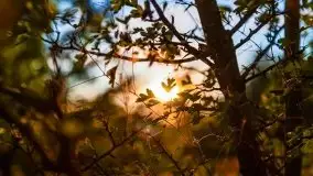 Zachód słońca widziany w zaroślach nad Niegocinem - zdjęcie 18