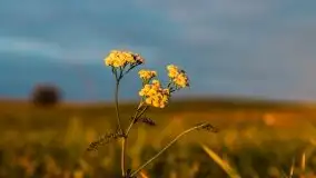 Zachód słońca nad mazurskimi polami, okolice wsi Sulimy - zdjęcie 7