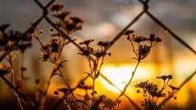 Zachód słońca nad mazurskimi polami, okolice wsi Sulimy - zdjęcie 6