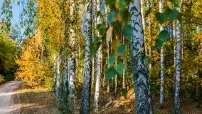 Jesienny, Mazurski las w okolicach Pieczarek - zdjęcie 1