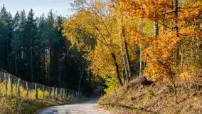 Jesienny, Mazurski las w okolicach Pieczarek - zdjęcie 18