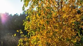 Jesienny, Mazurski las w okolicach Pieczarek - zdjęcie 30