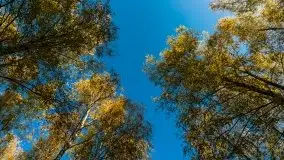 Jesienny, Mazurski las w okolicach Pieczarek - zdjęcie 34