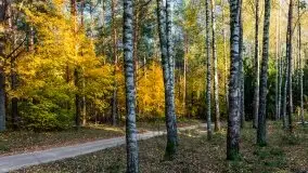 Jesienny, Mazurski las w okolicach Pieczarek - zdjęcie 35