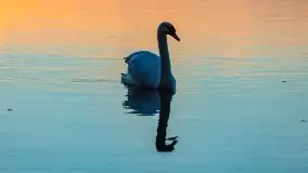 Zachód Słońca nad jeziorem Dobskim, listopad 2020 - zdjęcie 56