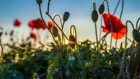 Zachód słońca niedaleko Lipowego Dworu - zdjęcie 1