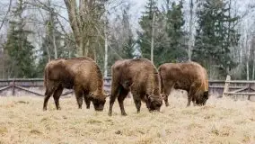 Zwierzęta złapane na Mazurach na początku 2020 roku - zdjęcie 15