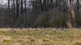 Zwierzęta złapane na Mazurach na początku 2020 roku - zdjęcie 4