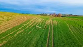 Mazurskie sarny złapane z lotu ptaka, listopad 2020 r. - zdjęcie 2