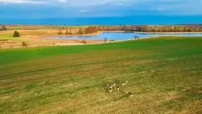 Mazurskie sarny złapane z lotu ptaka, listopad 2020 r. - zdjęcie 8