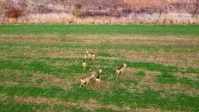 Mazurskie sarny złapane z lotu ptaka, listopad 2020 r. - zdjęcie 3