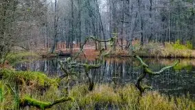 Las miejski w Giżycku, listopad 2020 r. - zdjęcie 15